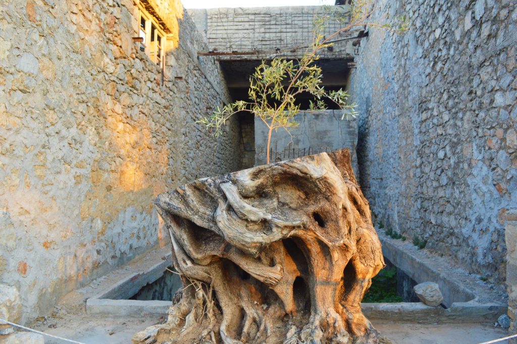olive tree aisxyleia